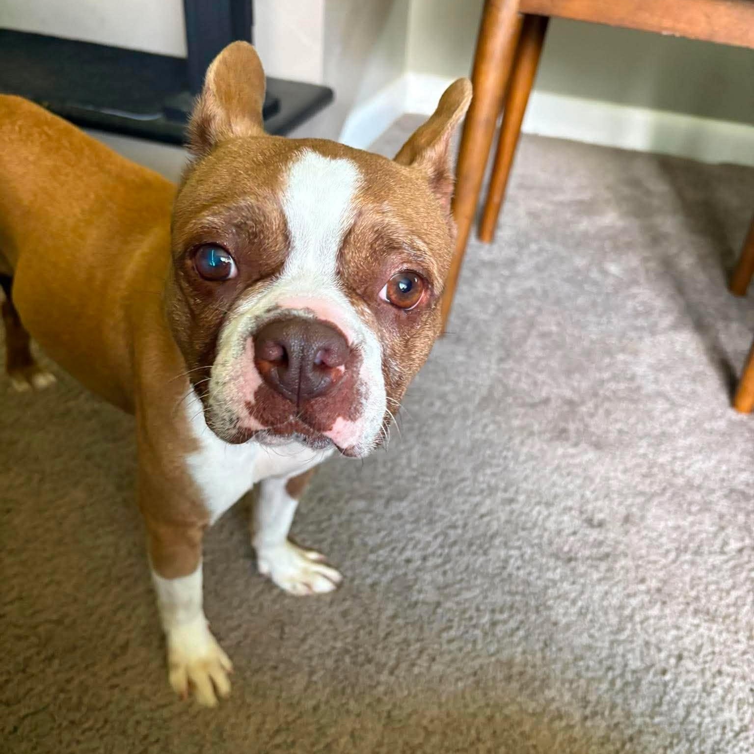 Blossom, a ADOPTABLE Boston Terrier in Holley, NY image 1/6