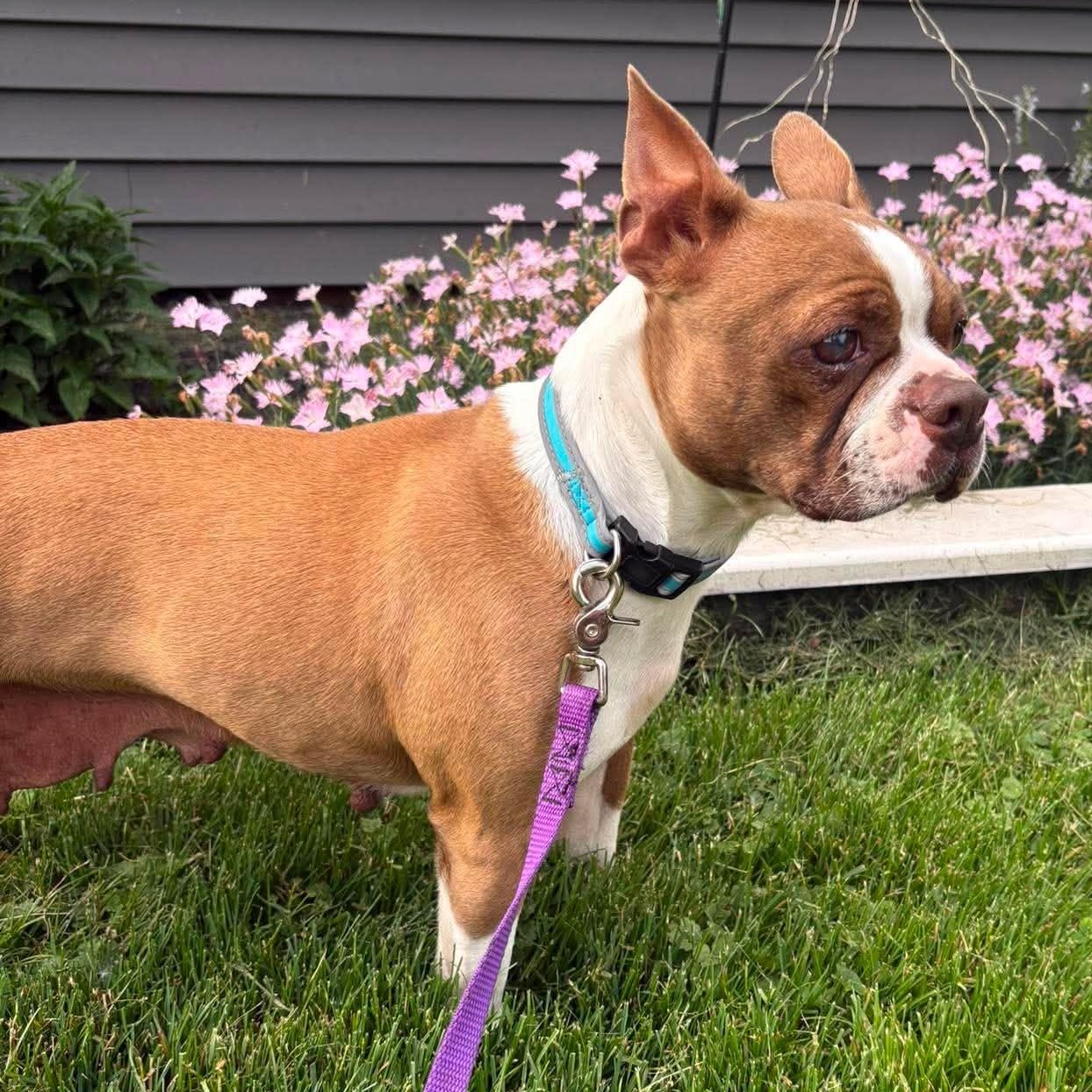 Blossom, a ADOPTABLE Boston Terrier in Holley, NY image 5/6
