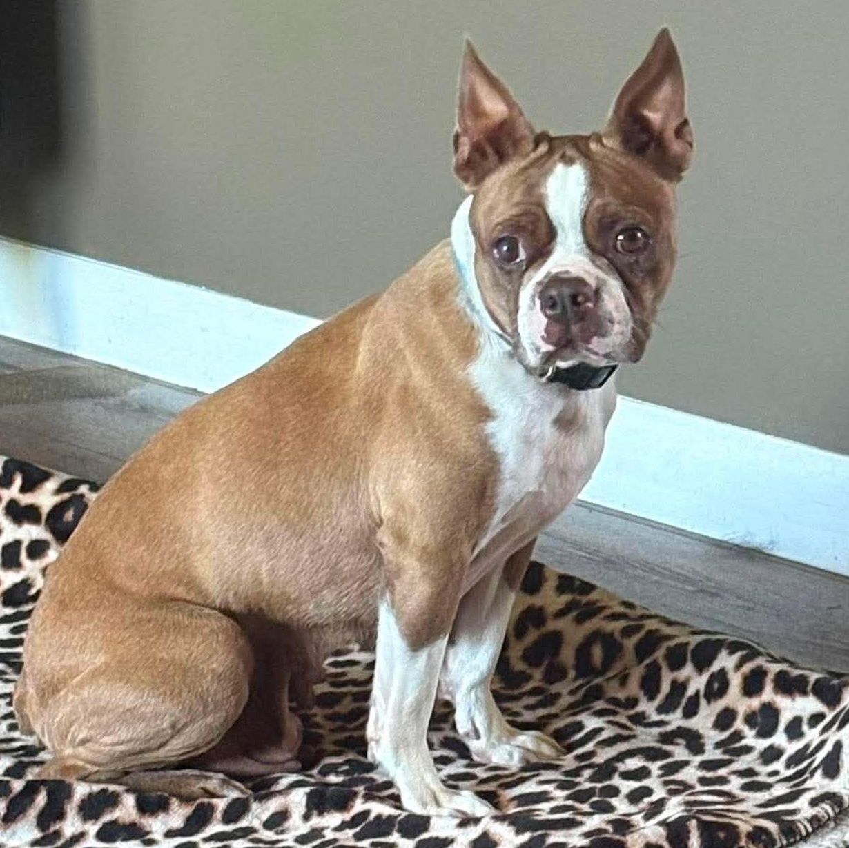 Blossom, a ADOPTABLE Boston Terrier in Holley, NY image 3/6