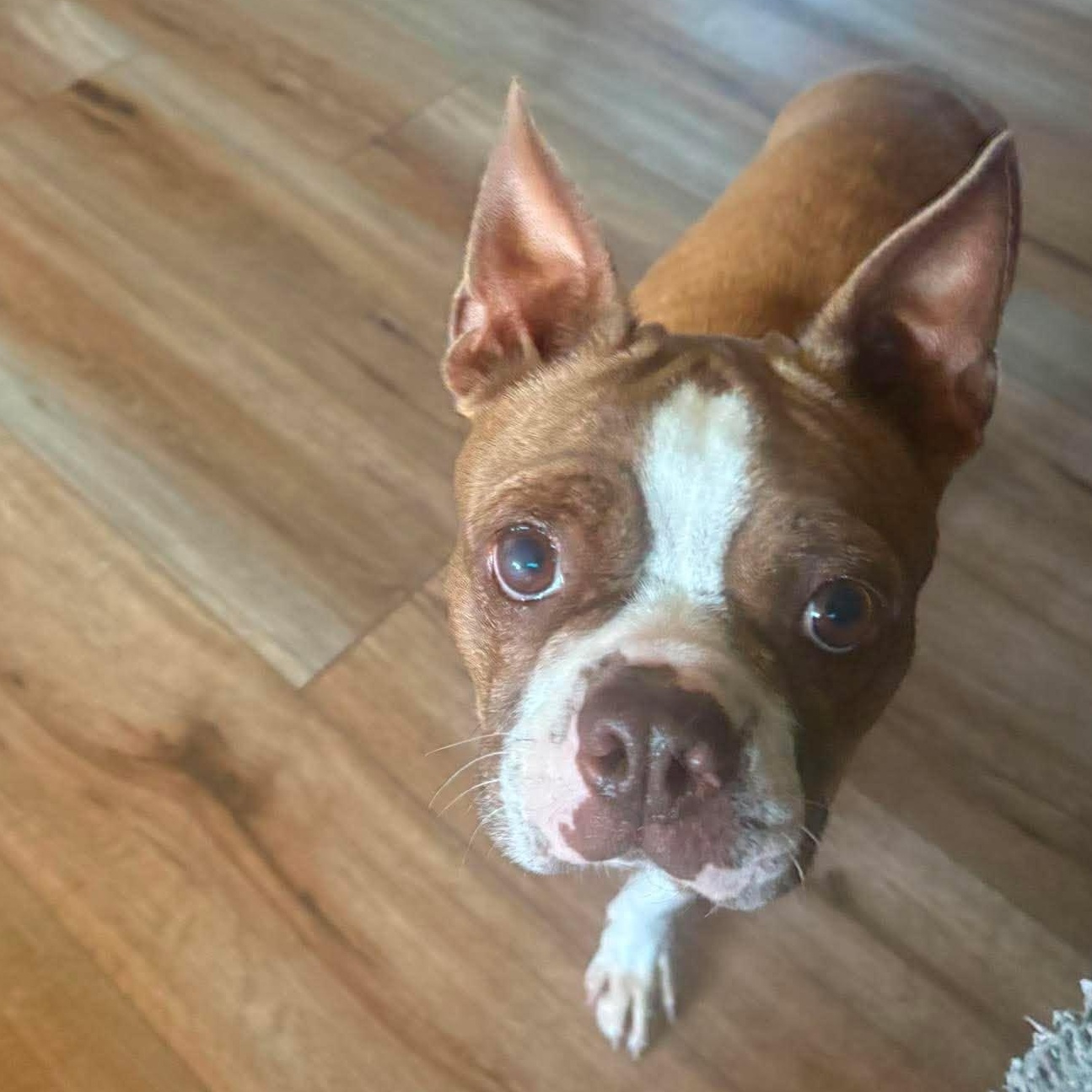 Blossom, a ADOPTABLE Boston Terrier in Holley, NY image 4/6