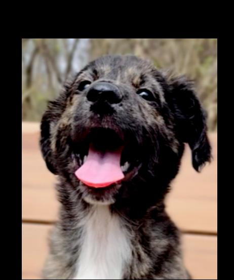 Dabria, Adoptable, Puppy Female Mixed Breed.