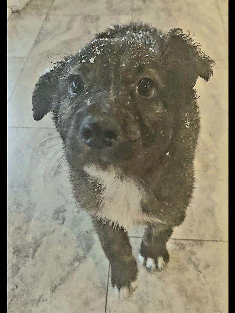 Enlarge Dabria, a Adoptable mixed breed in Irwin, PA image 3/4