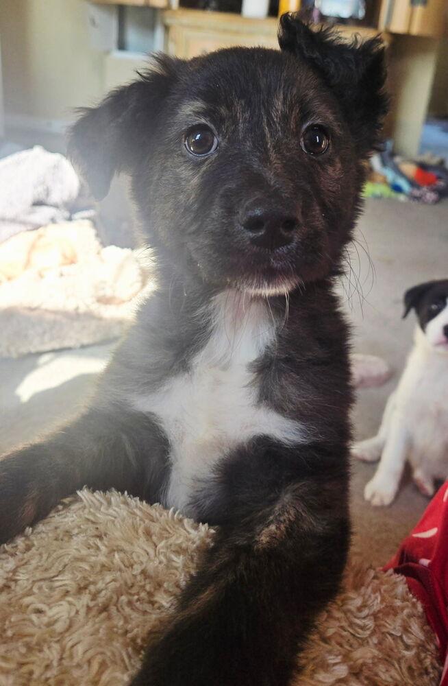 Enlarge Dabria, a Adoptable mixed breed in Irwin, PA image 4/4