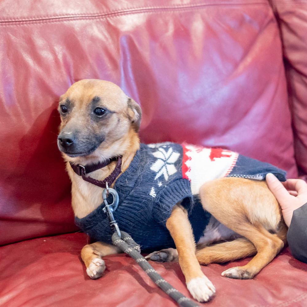 Enlarge Waldo (Male) , an adopted mixed breed in West Grove, PA image 3/6