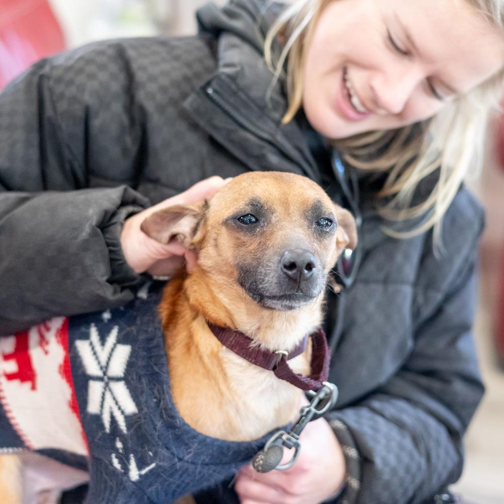 Waldo (Male) , adopted, Young Male Yellow Labrador Retriever & Hound.