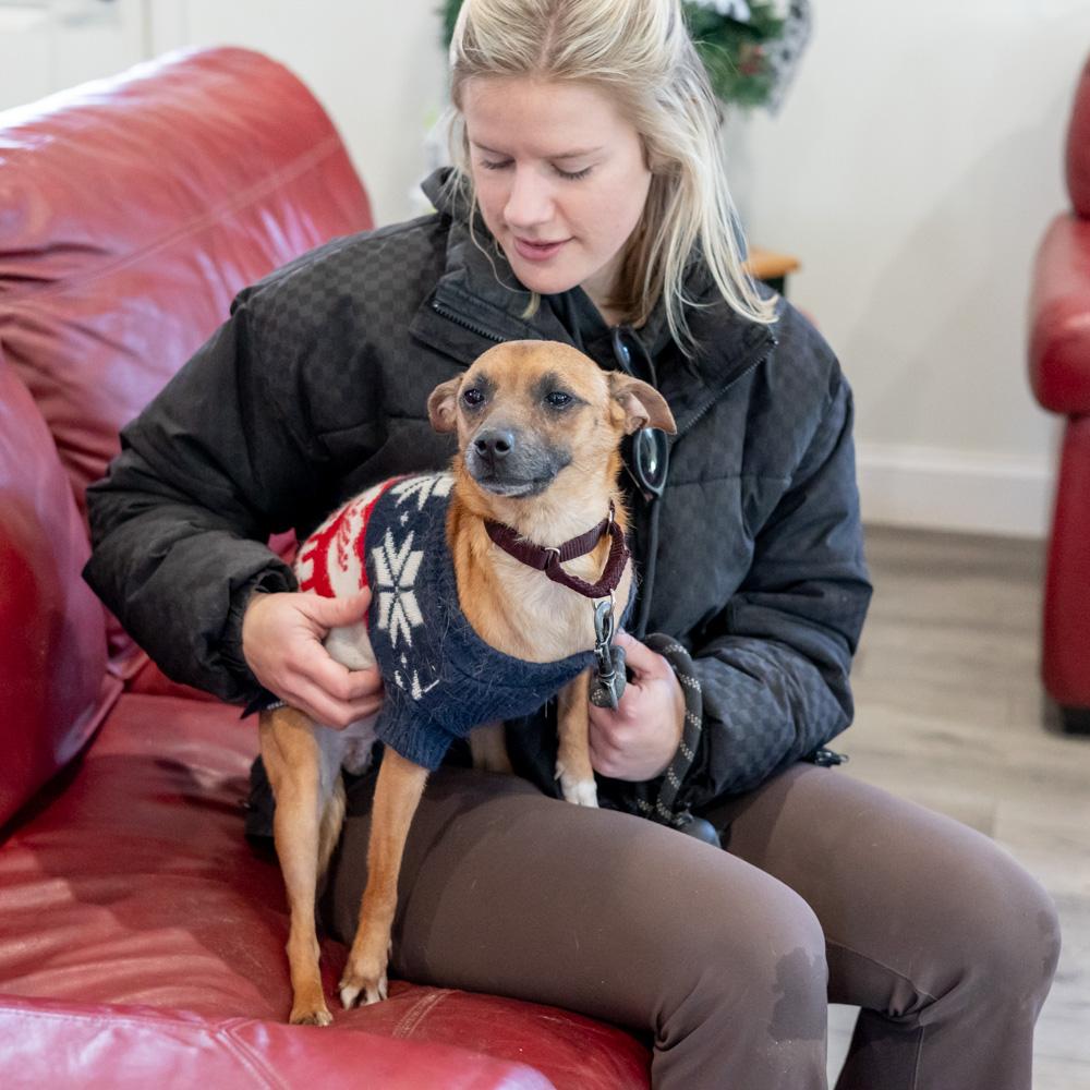 Enlarge Waldo (Male) , an adopted mixed breed in West Grove, PA image 2/6