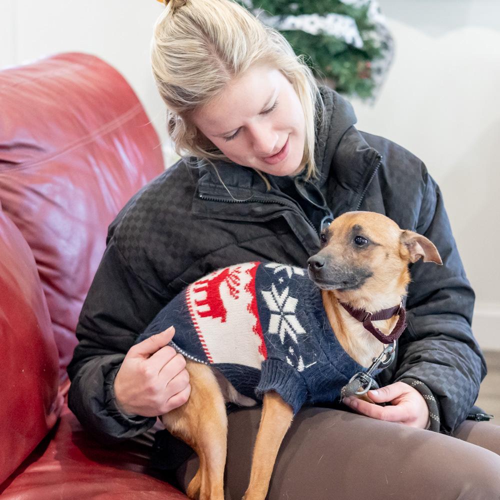 Enlarge Waldo (Male) , an adopted mixed breed in West Grove, PA image 5/6