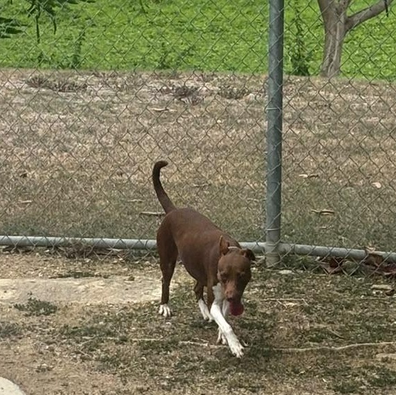 Enlarge Bambi, a Adoptable mixed breed in Lyndeborough, NH image 4/6