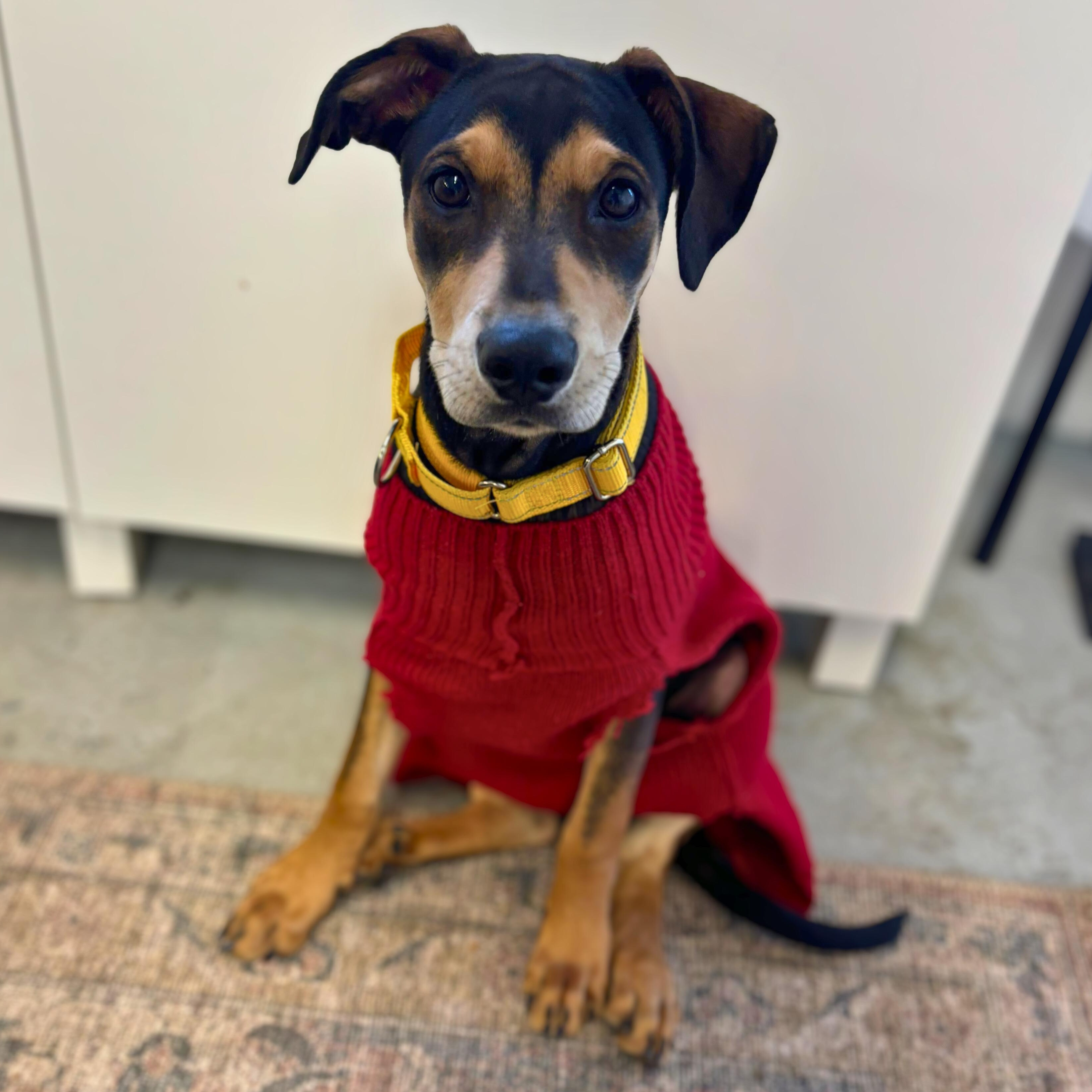 Sayri, ADOPTABLE, Puppy Male Miniature Pinscher.