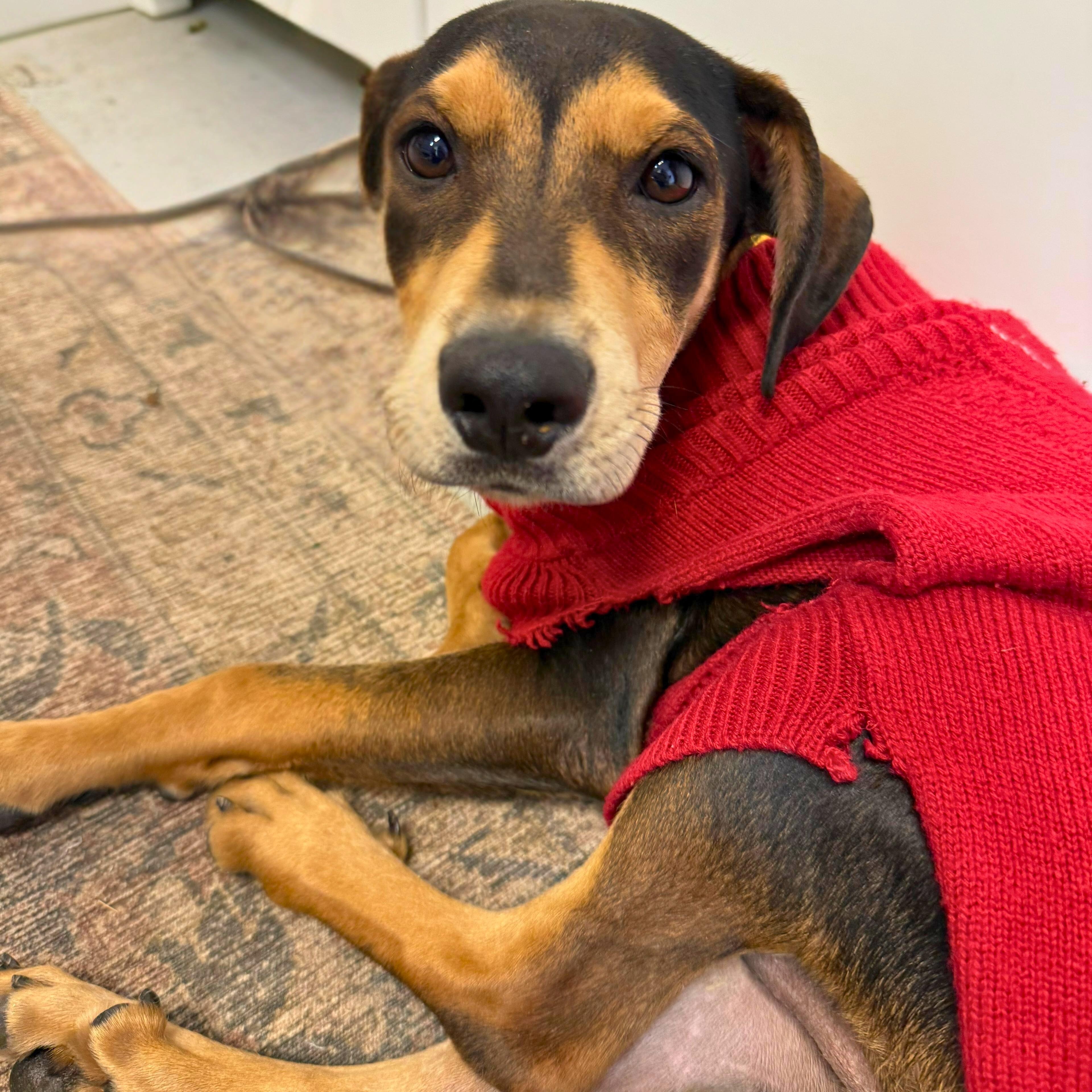 Enlarge Sayri, a ADOPTABLE mixed breed in Annapolis, MD image 2/4