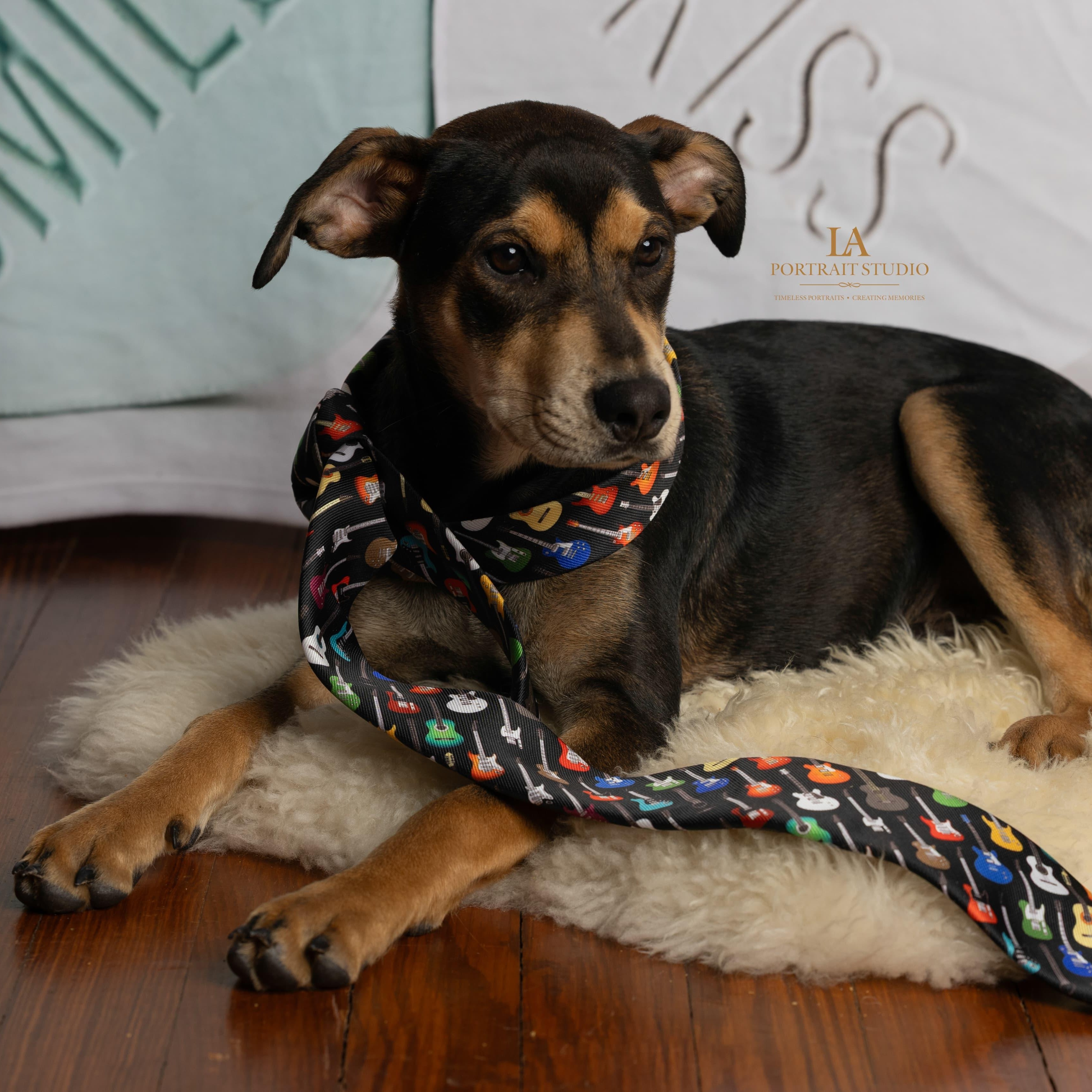 Sayri, a ADOPTABLE mixed breed in Annapolis, MD image 1/6