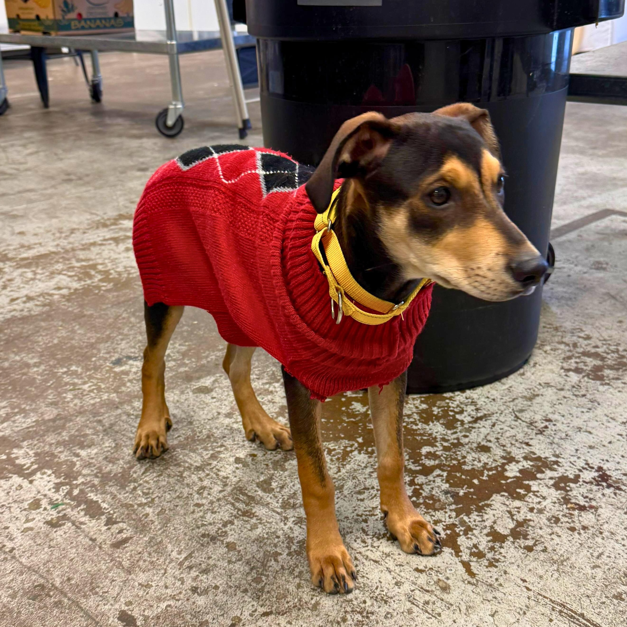 Enlarge Sayri, a ADOPTABLE mixed breed in Annapolis, MD image 3/4
