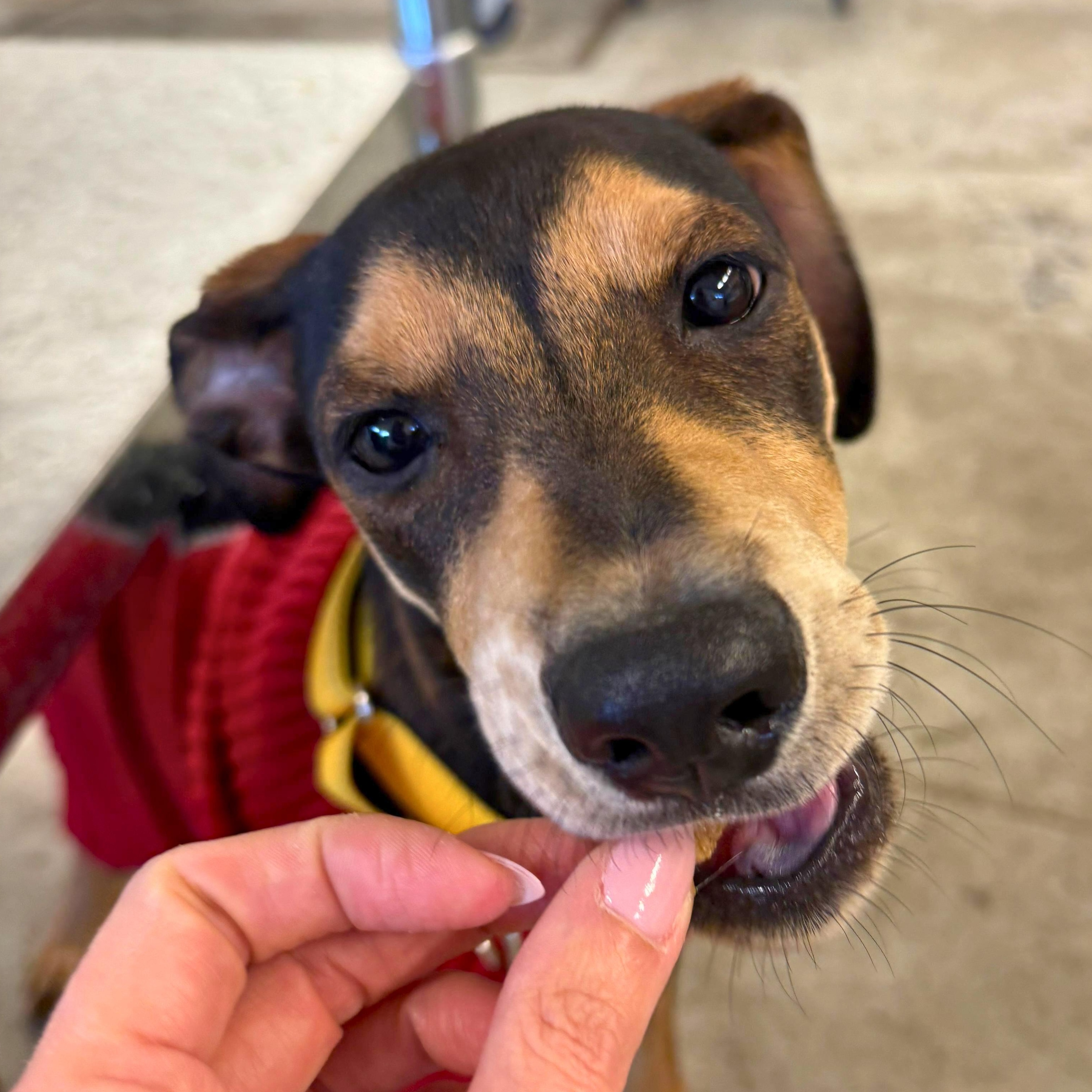 Enlarge Sayri, a ADOPTABLE mixed breed in Annapolis, MD image 4/4
