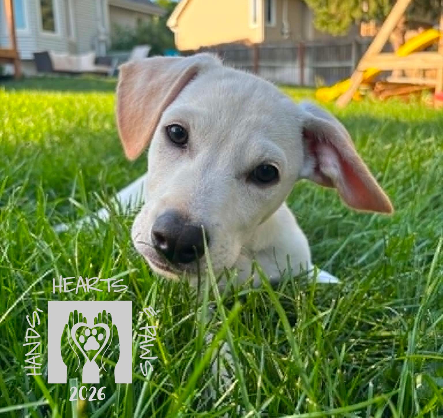 Rob, ADOPTABLE, Puppy Male Shepherd & Labrador Retriever.