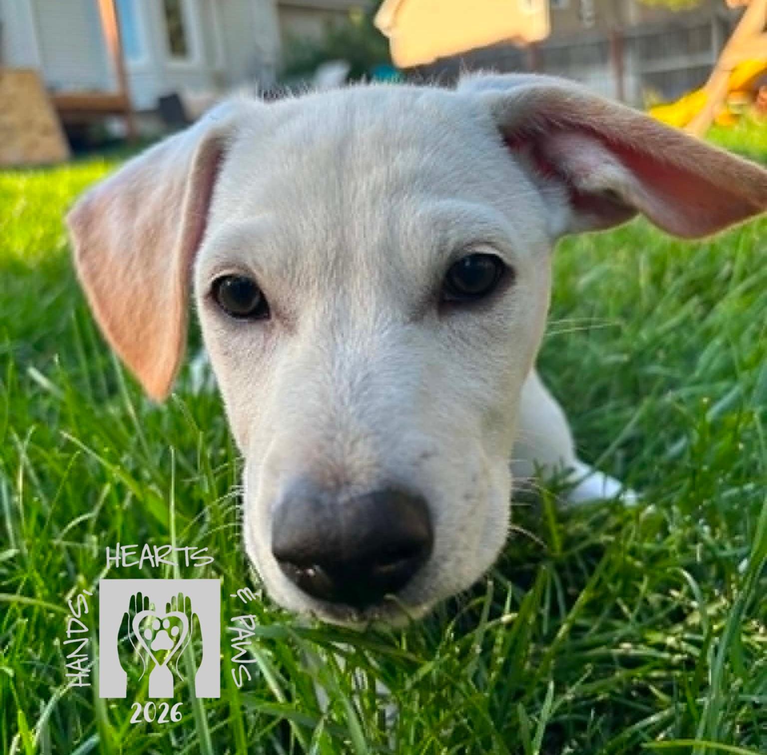 Rob, a ADOPTABLE mixed breed in Omaha, NE image 3/3