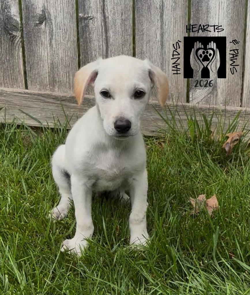 Rob, ADOPTABLE, Puppy Male Shepherd & Labrador Retriever.
