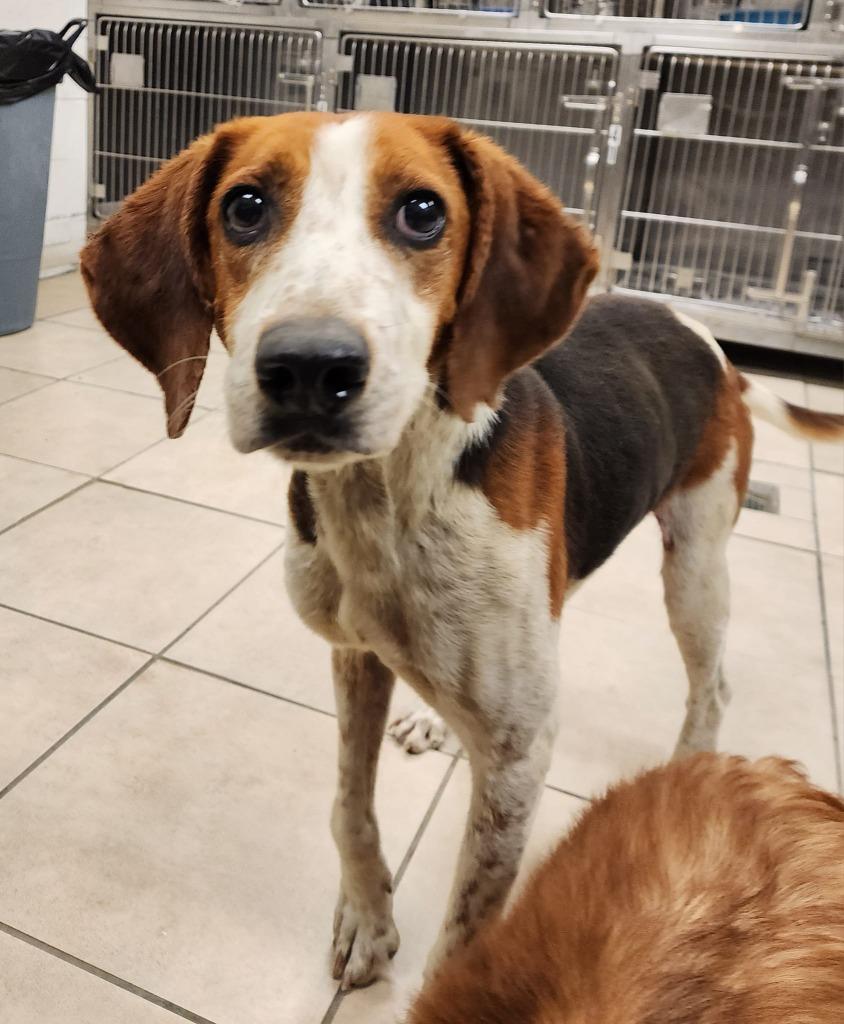 Trapper / AC 24273 / Johnnie, Adoptable, Adult Male Affenpinscher.