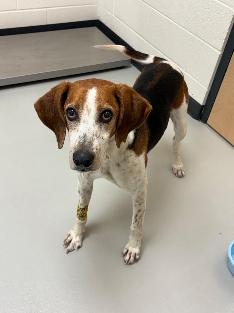 Trapper  Ac  thumbnail 2