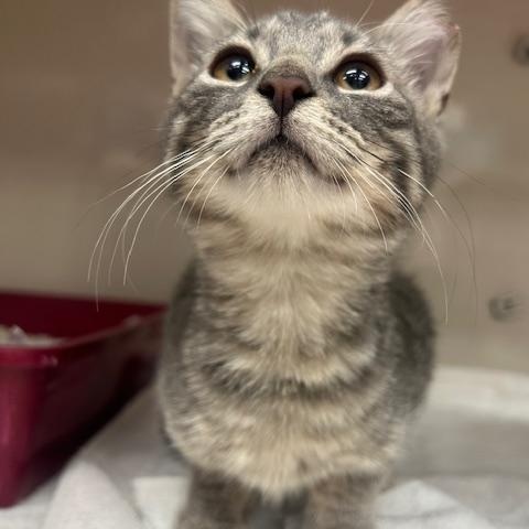 Female Gray Tabby, ADOPTABLE, Young Female Domestic Short Hair.