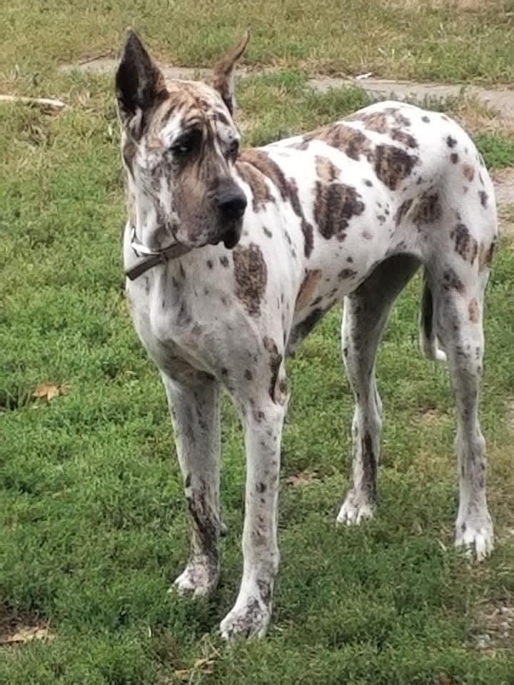 Enlarge Mirage, a ADOPTABLE Great Dane in Hiawatha, KS image 2/2
