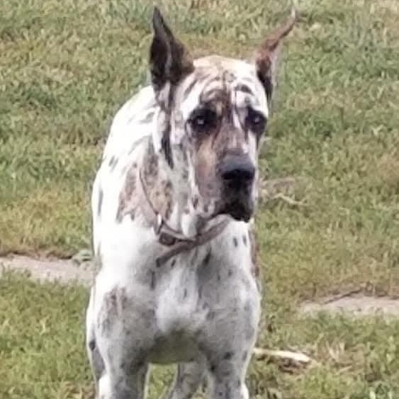 Mirage, ADOPTABLE, Adult Female Great Dane.