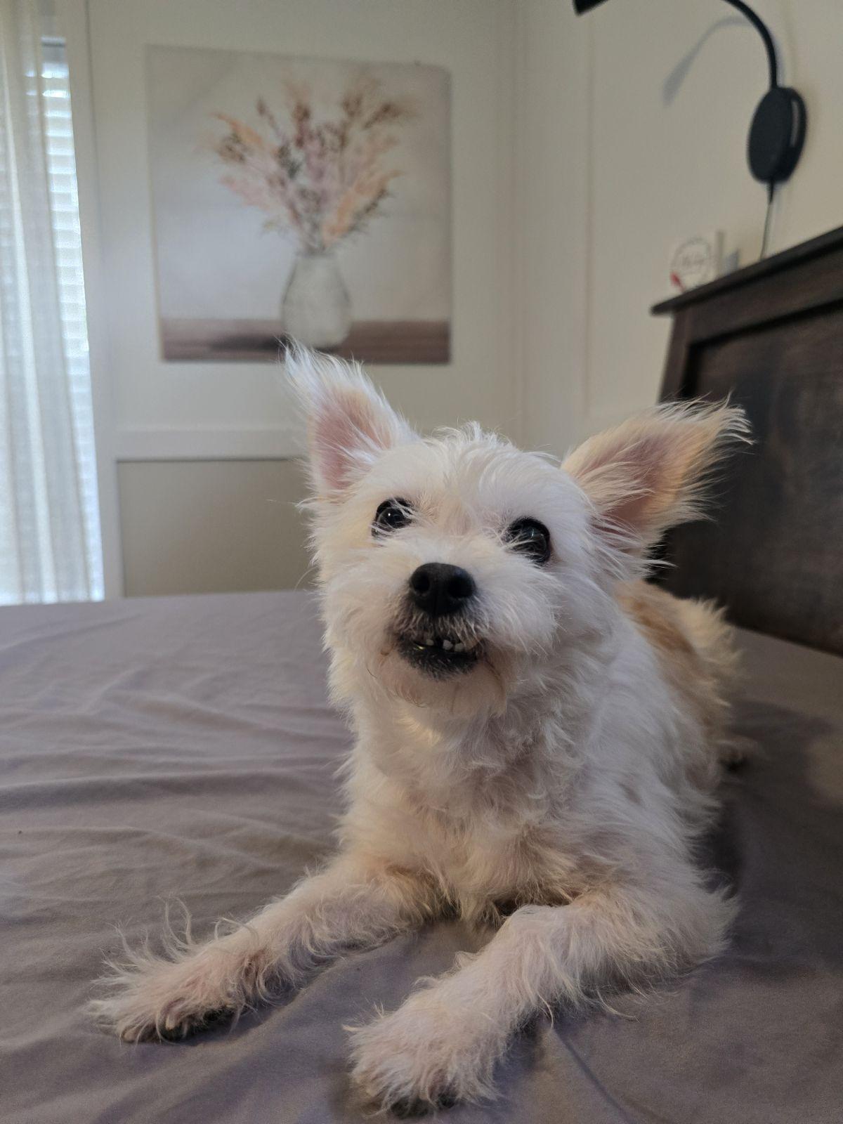 Enlarge Piper San Antonio , a Adoptable Maltese in San Antonio , TX image 4/4