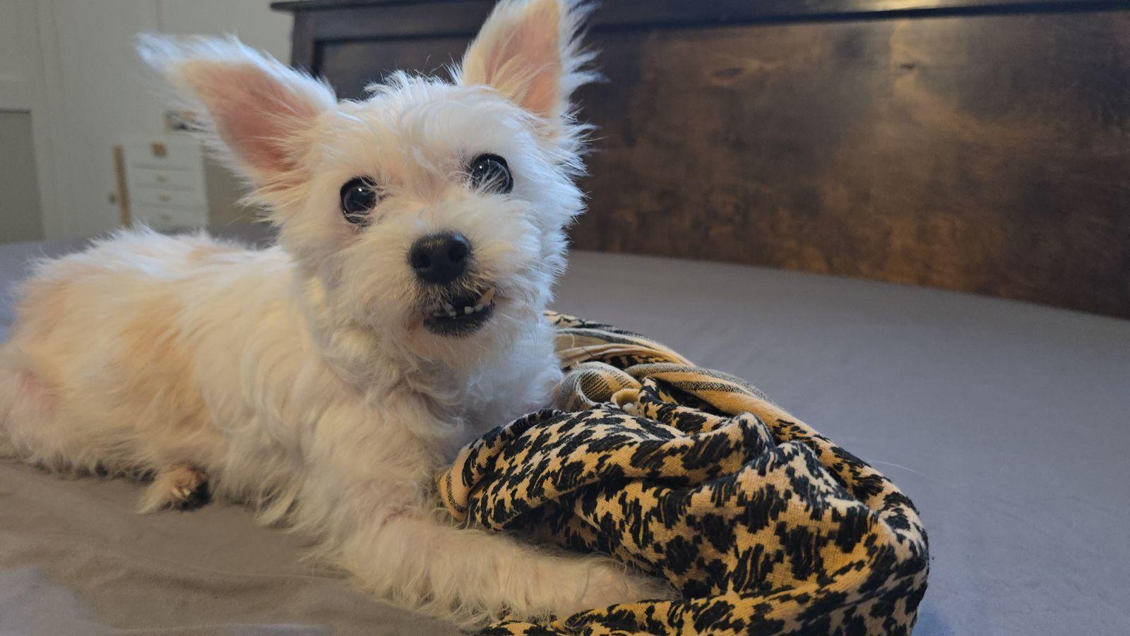 Enlarge Piper San Antonio , a Adoptable Maltese in San Antonio , TX image 2/4