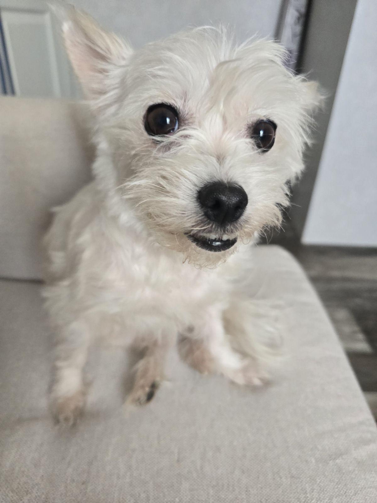 Enlarge Piper San Antonio , a Adoptable Maltese in San Antonio , TX image 1/4