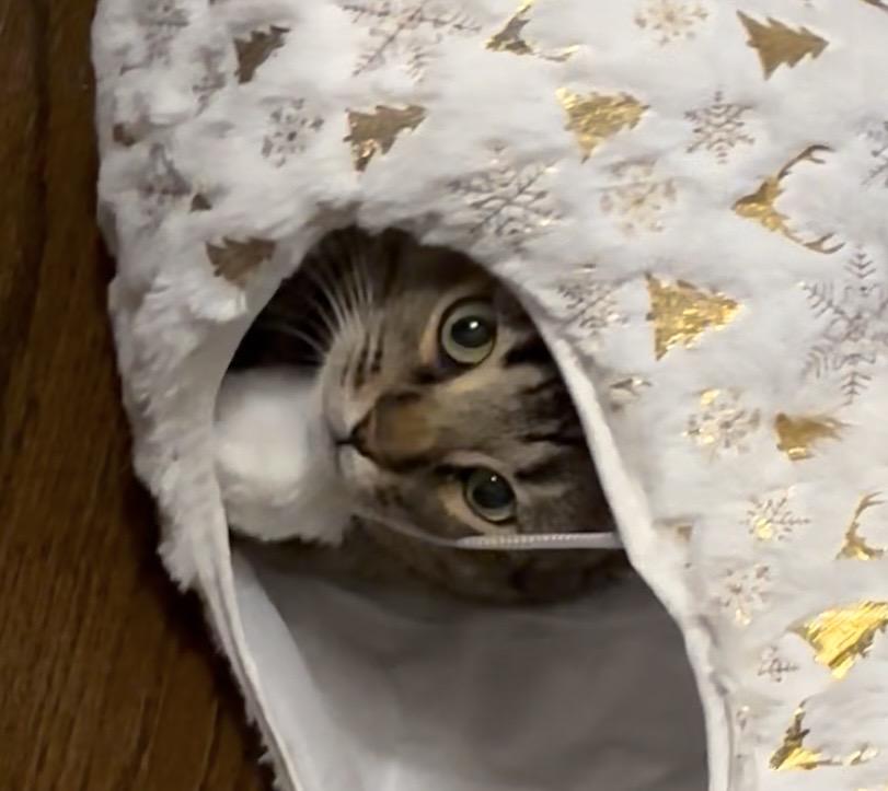 Enlarge Aunt May, a ADOPTABLE American Shorthair in Charlotte, NC image 4/4