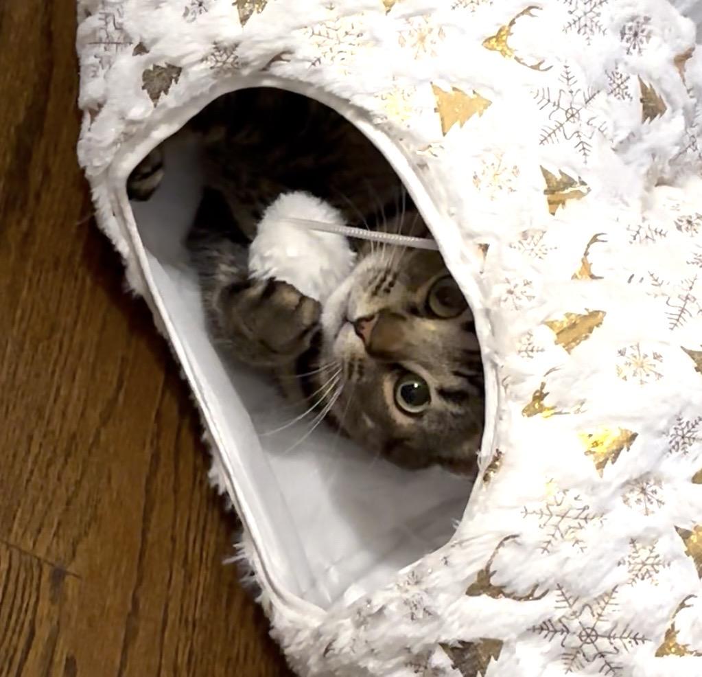 Enlarge Aunt May, a ADOPTABLE American Shorthair in Charlotte, NC image 1/4