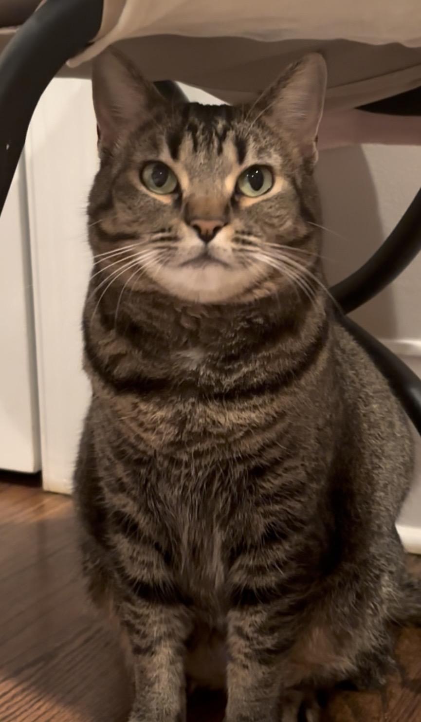 Enlarge Aunt May, a ADOPTABLE American Shorthair in Charlotte, NC image 3/4