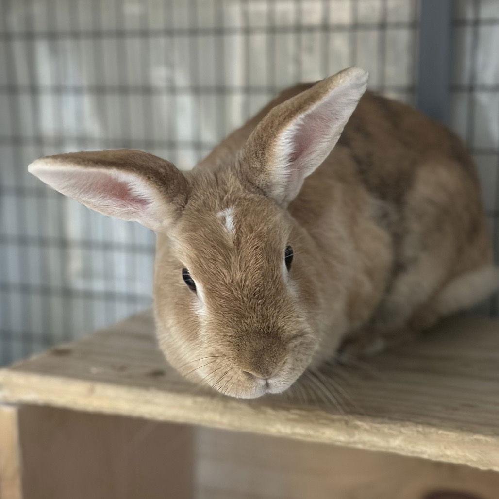 Cornbread, a Adoptable American in Rohnert Park, CA image 2/4