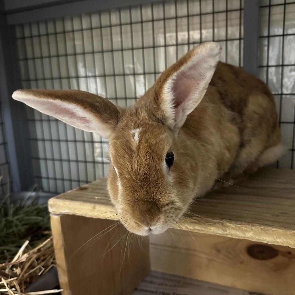 Cornbread, a Adoptable American in Rohnert Park, CA image 3/4