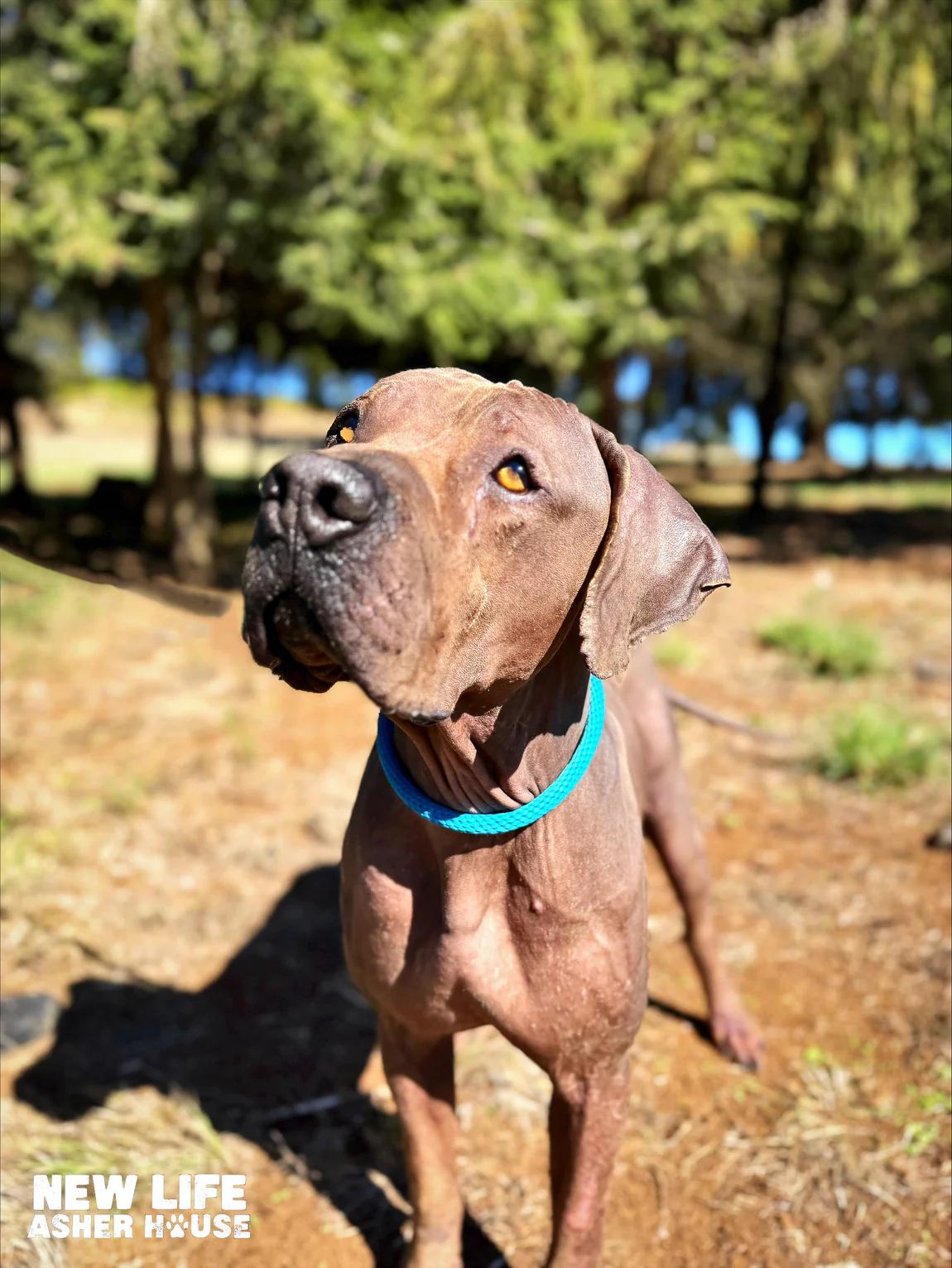 Enlarge Sanderson, a ADOPTABLE mixed breed in Portland, OR image 2/2