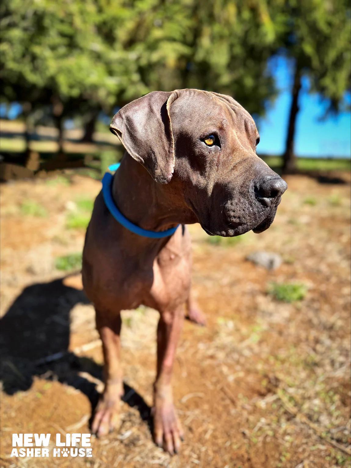 Sanderson, ADOPTABLE, Adult Male Xoloitzcuintli / Mexican Hairless.