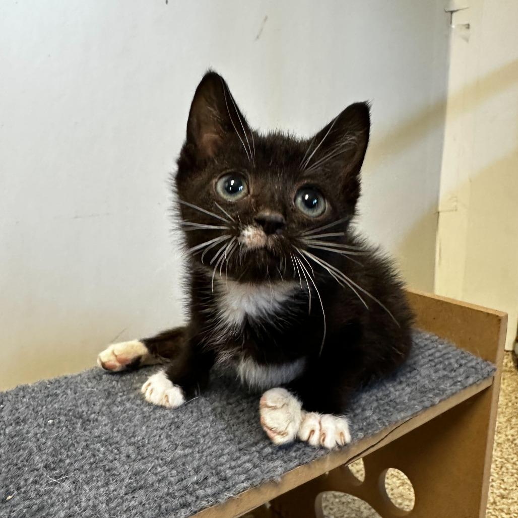 Posey, a Adoptable Domestic Short Hair in Medford, OR image 1/4
