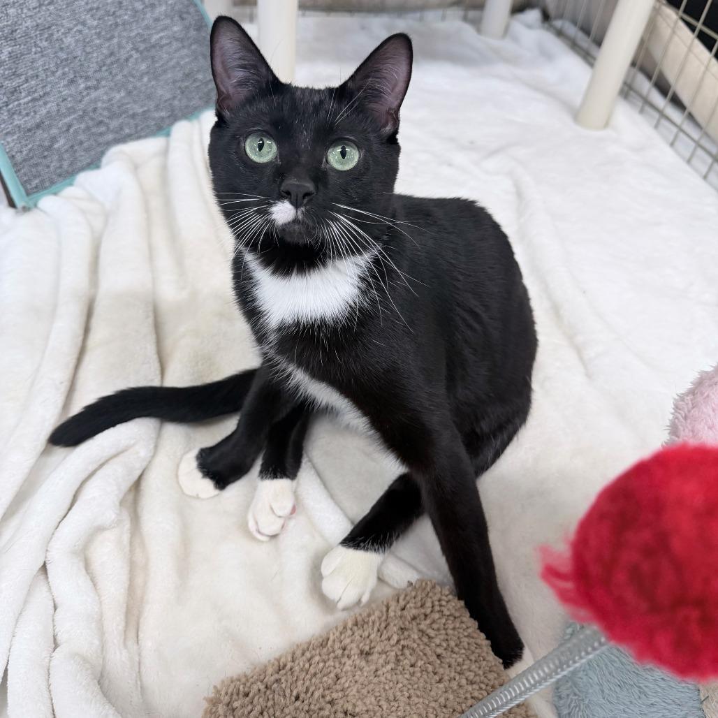 Posey, a Adoptable Domestic Short Hair in Medford, OR image 2/4