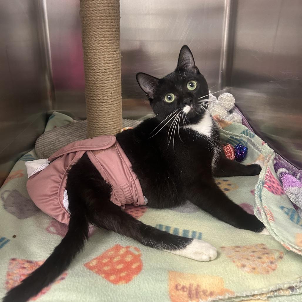 Posey, a Adoptable Domestic Short Hair in Medford, OR image 3/4