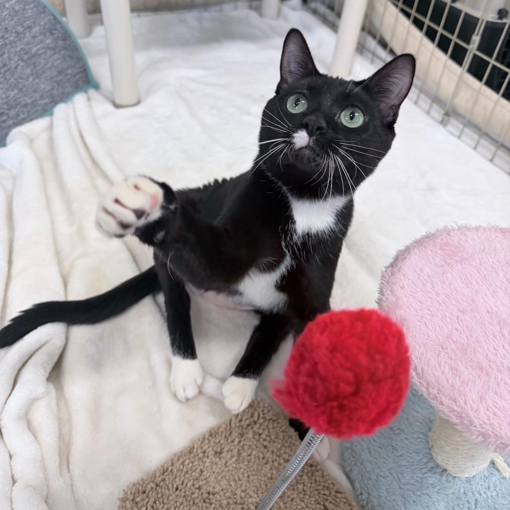 Posey, a Adoptable Domestic Short Hair in Medford, OR image 4/4