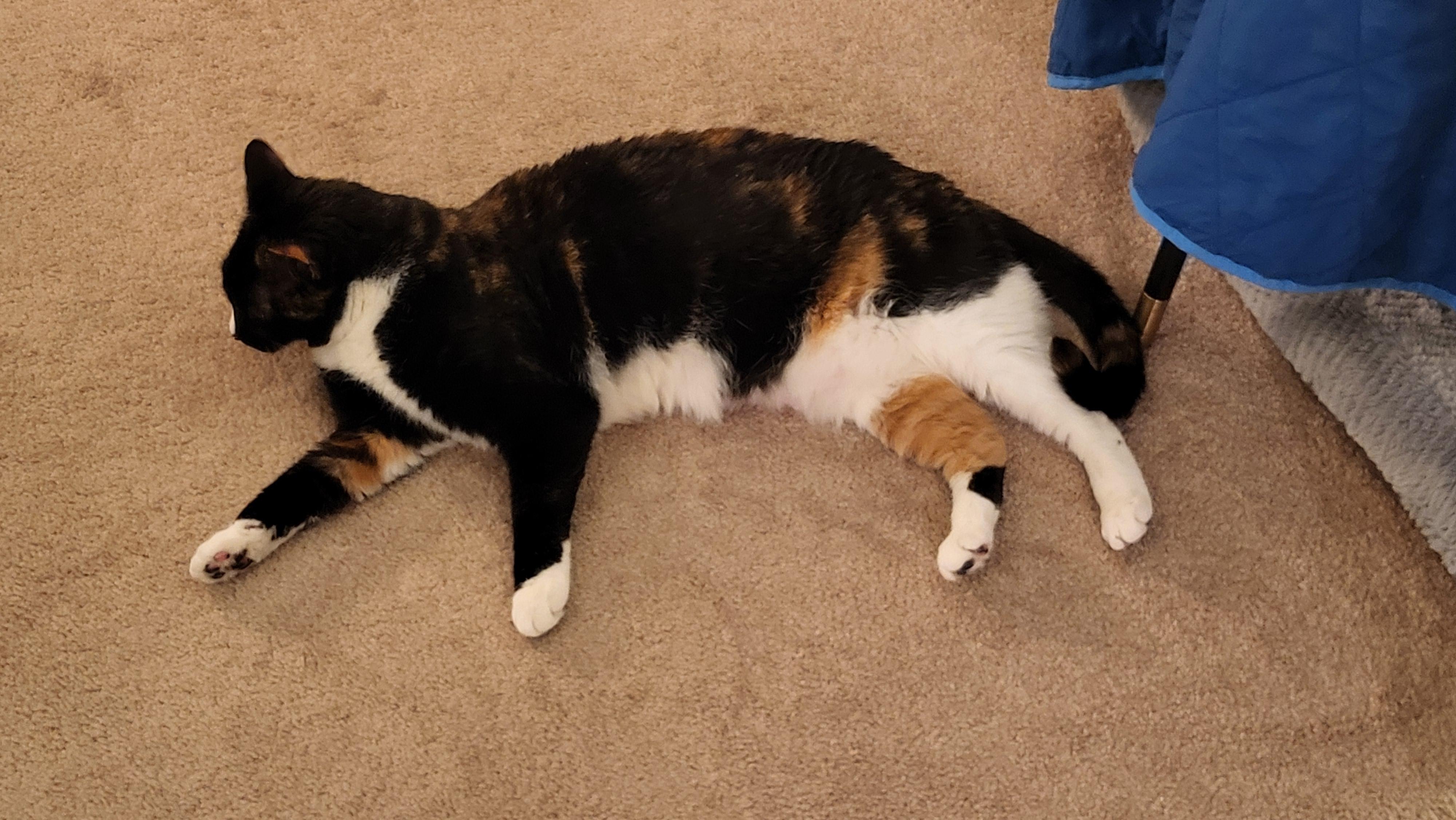 Enlarge Mint, an adopted Domestic Short Hair in Fairfax, VA image 3/6