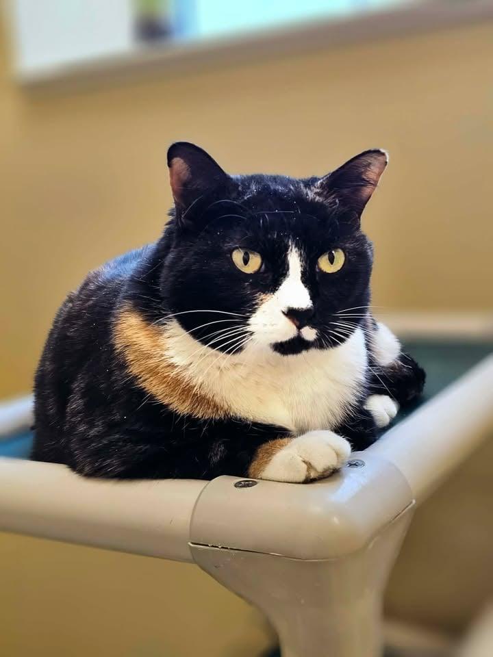 Mint, adopted, Adult Female Domestic Short Hair.