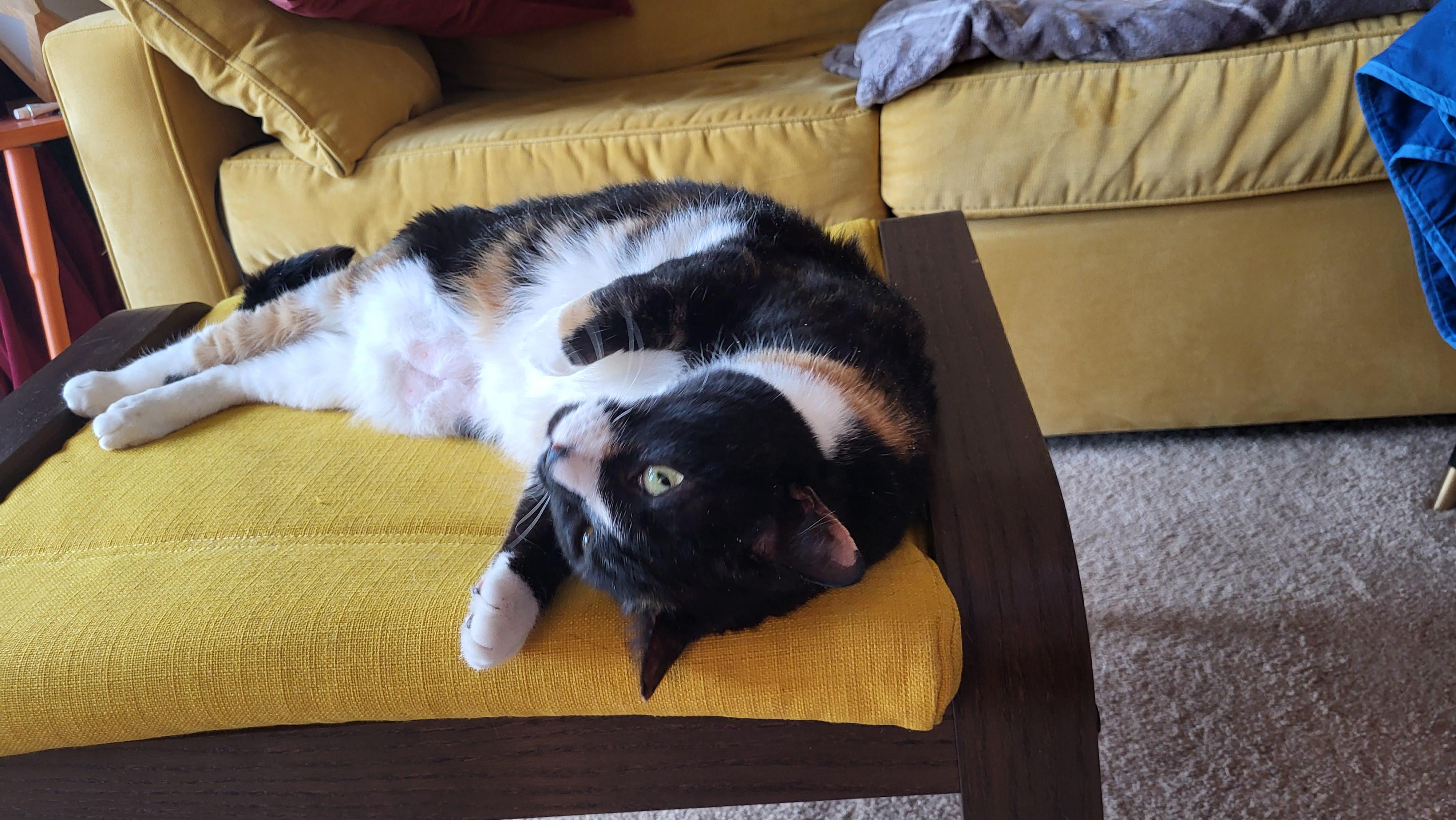 Enlarge Mint, an adopted Domestic Short Hair in Fairfax, VA image 4/6