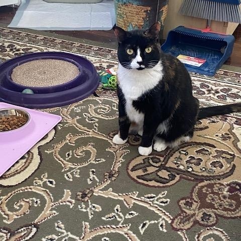 Enlarge Mint, an adopted Domestic Short Hair in Fairfax, VA image 5/6