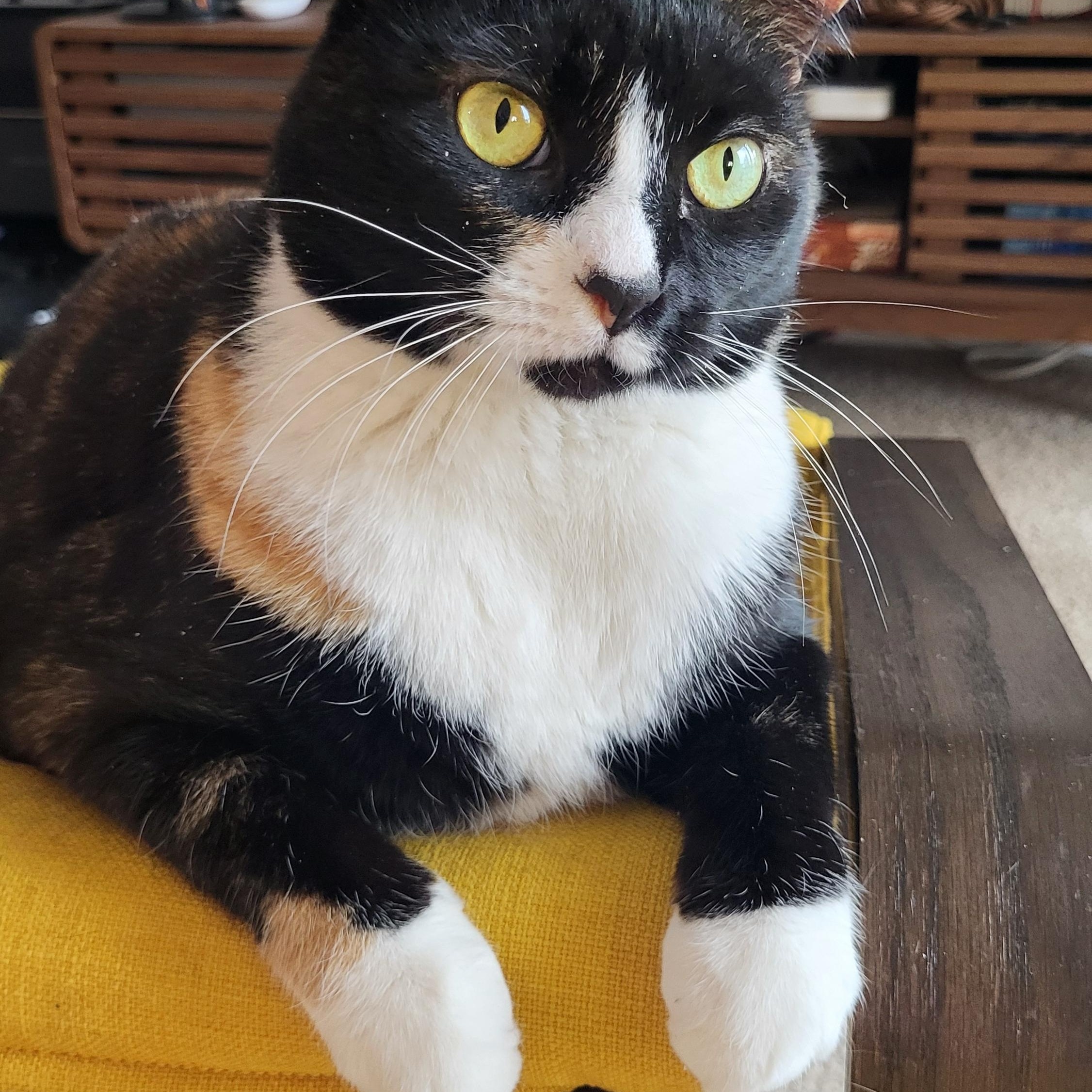 Enlarge Mint, an adopted Domestic Short Hair in Fairfax, VA image 2/6