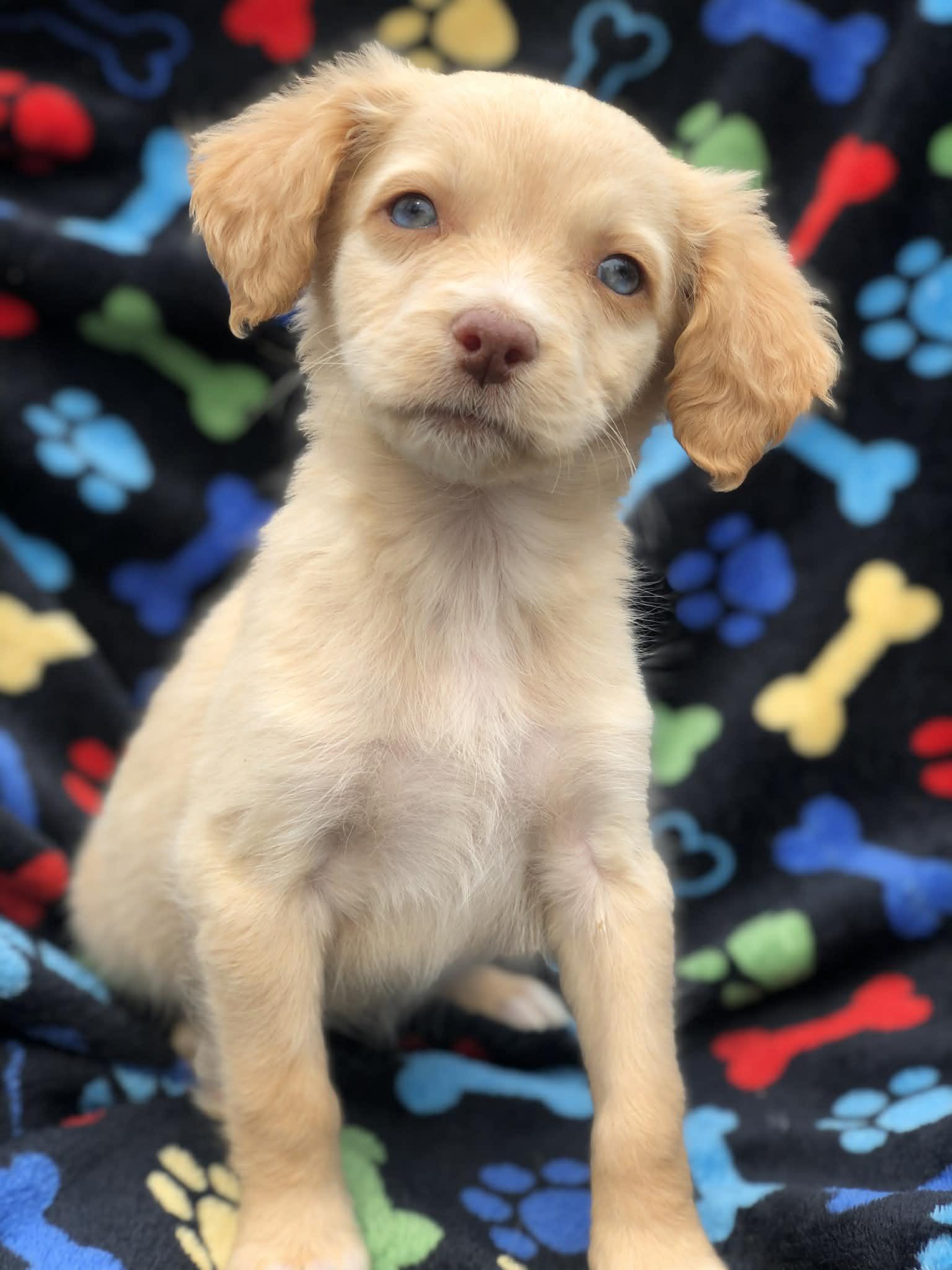 Nova, an adopted mixed breed in Campton, KY image 3/3