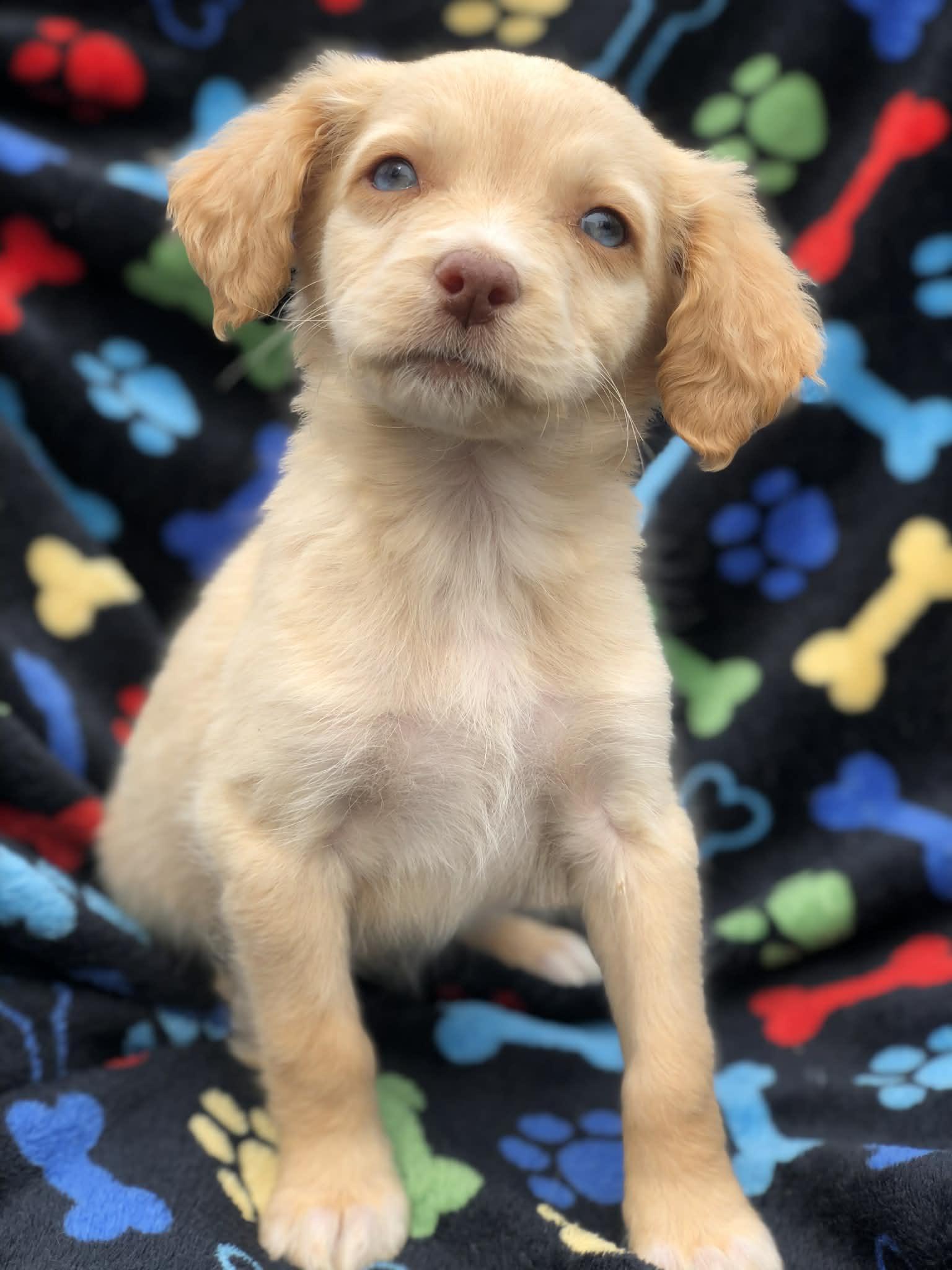 Nova, an adopted mixed breed in Campton, KY image 1/3