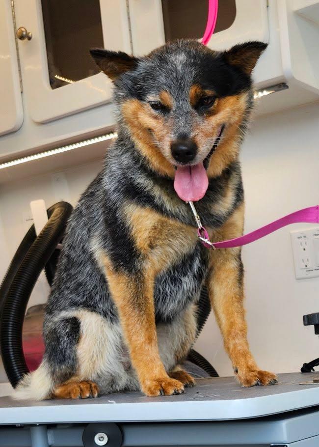 Annabelle, a Adoptable Australian Cattle Dog / Blue Heeler in Belvidere, IL image 3/3