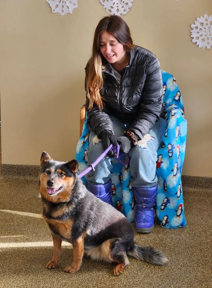 Enlarge Annabelle, a Adoptable Australian Cattle Dog / Blue Heeler in Belvidere, IL image 1/4