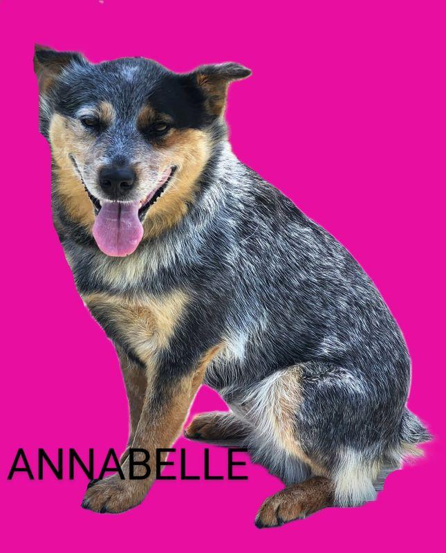 Annabelle, Adoptable, Adult Female Australian Cattle Dog / Blue Heeler.