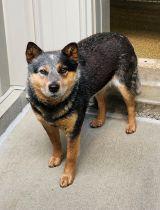 Annabelle, a Adoptable Australian Cattle Dog / Blue Heeler in Belvidere, IL image 2/3